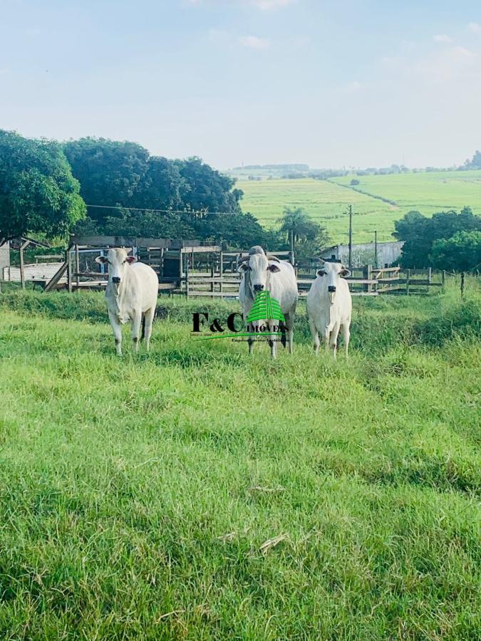 Chácara, 3 quartos, 2 hectares - Foto 7