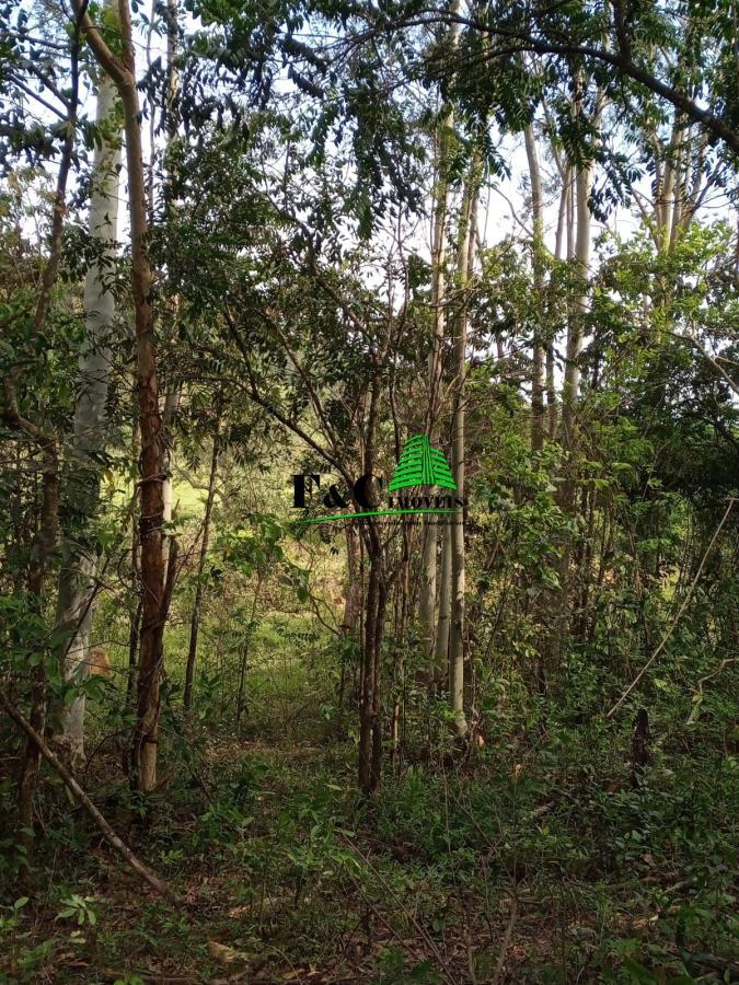 Terreno, 2 hectares - Foto 6