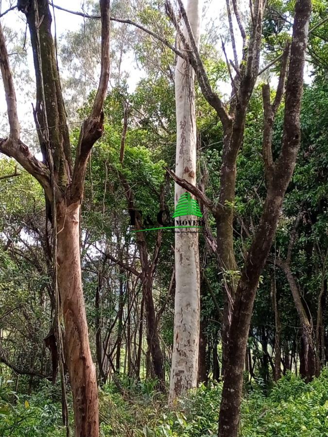 Terreno, 2 hectares - Foto 13