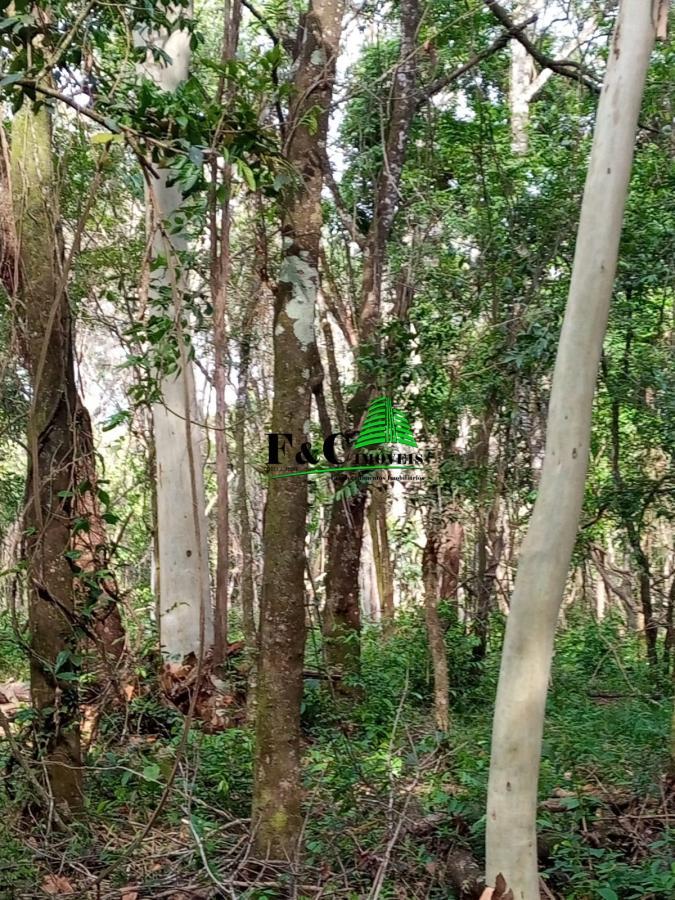 Terreno, 2 hectares - Foto 18