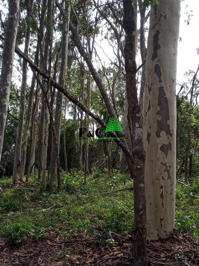 Terreno, 2 hectares - Foto 23