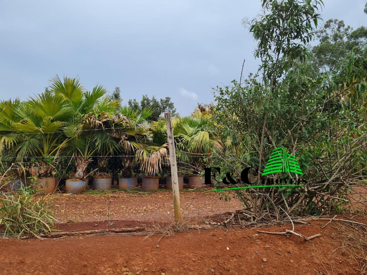 Terreno, 4 hectares - Foto 6