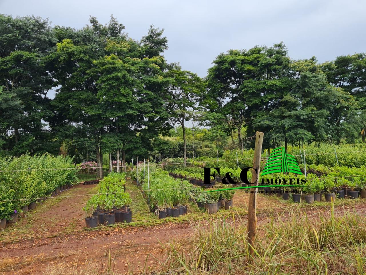 Terreno, 4 hectares - Foto 12