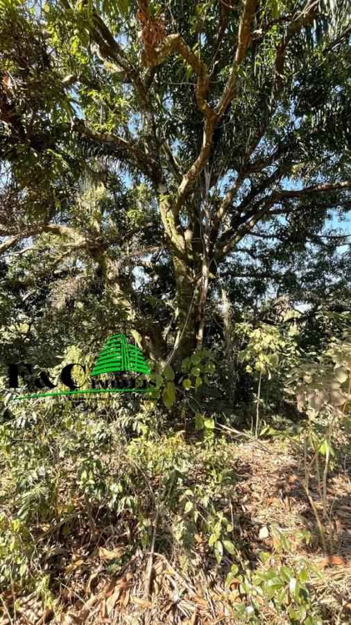 Terreno, 5 hectares - Foto 14