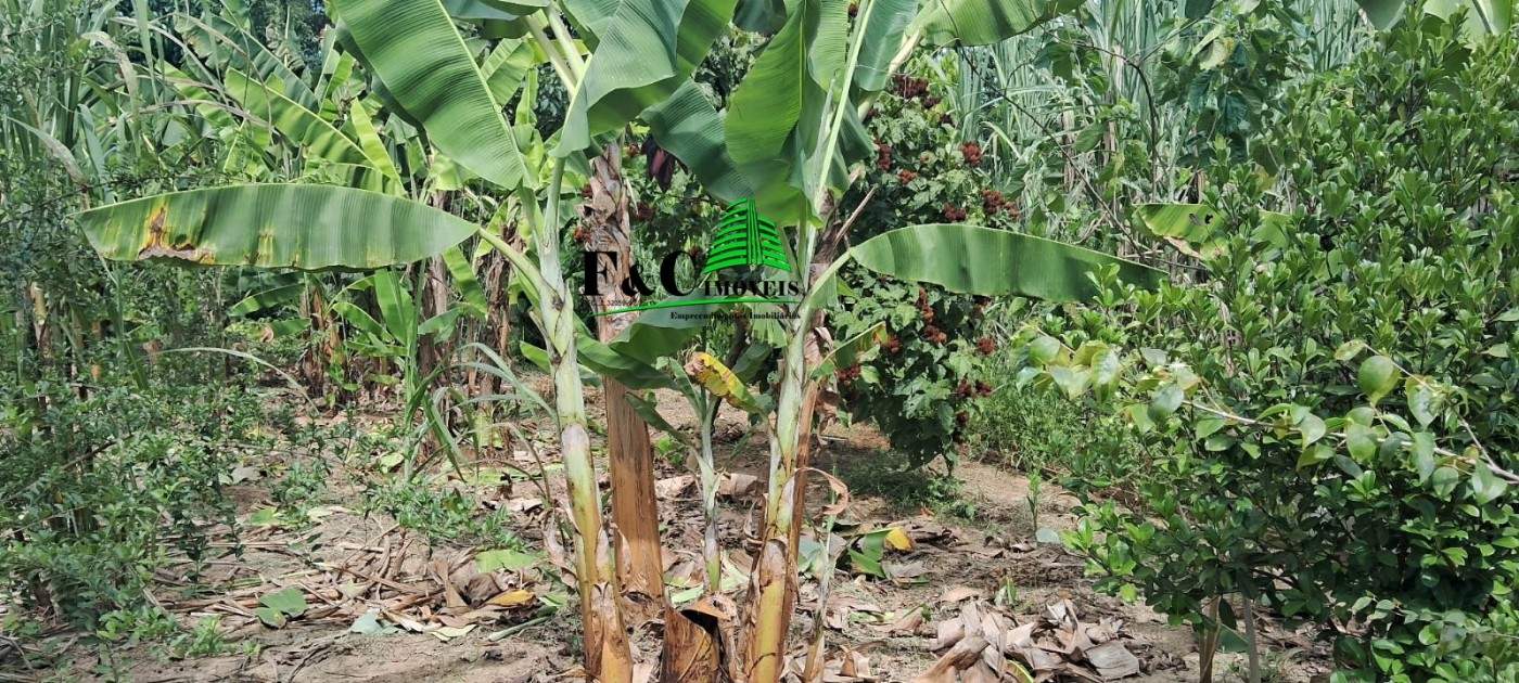 Chácara, 2 quartos, 2400 m² - Foto 1