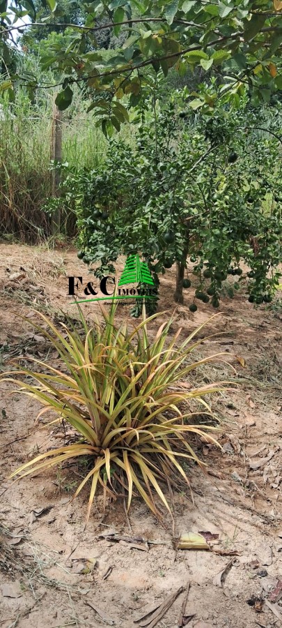 Chácara, 2 quartos, 2400 m² - Foto 5