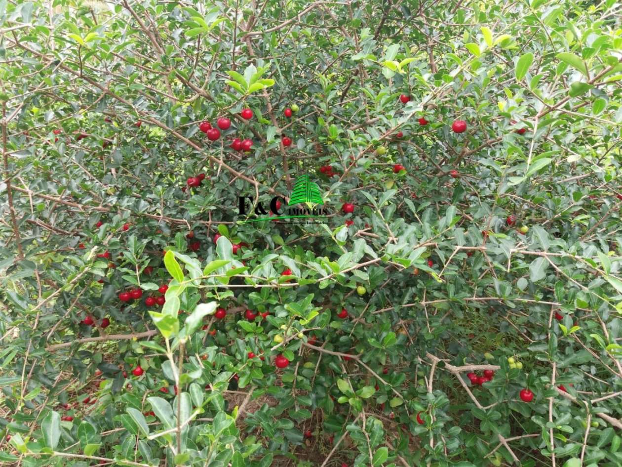 Chácara, 2 quartos, 2400 m² - Foto 7