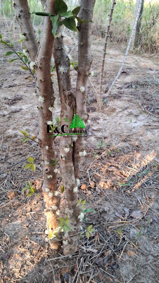 Chácara, 2 quartos, 2400 m² - Foto 13