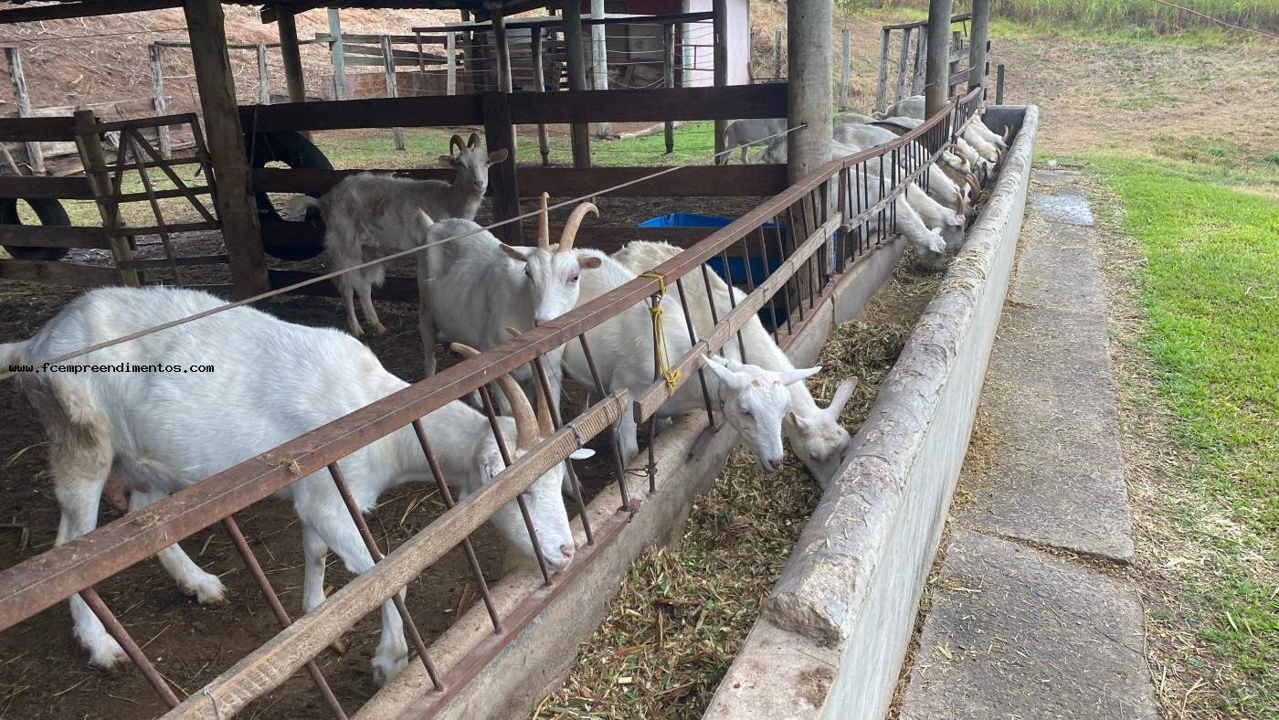 Chácara, 1 quarto, 6050 m² - Foto 12