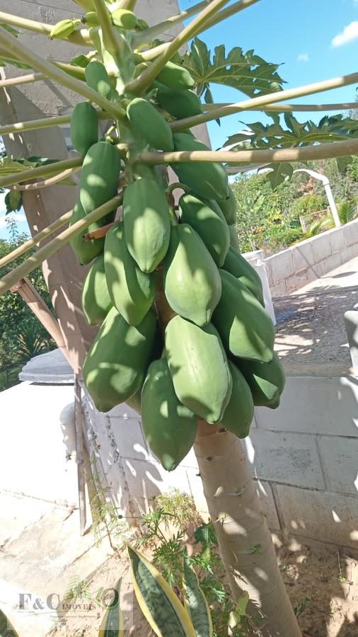 Fazenda, 3500 m² - Foto 5