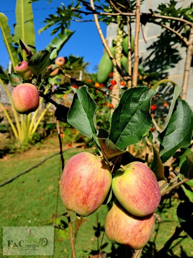 Fazenda, 3500 m² - Foto 7