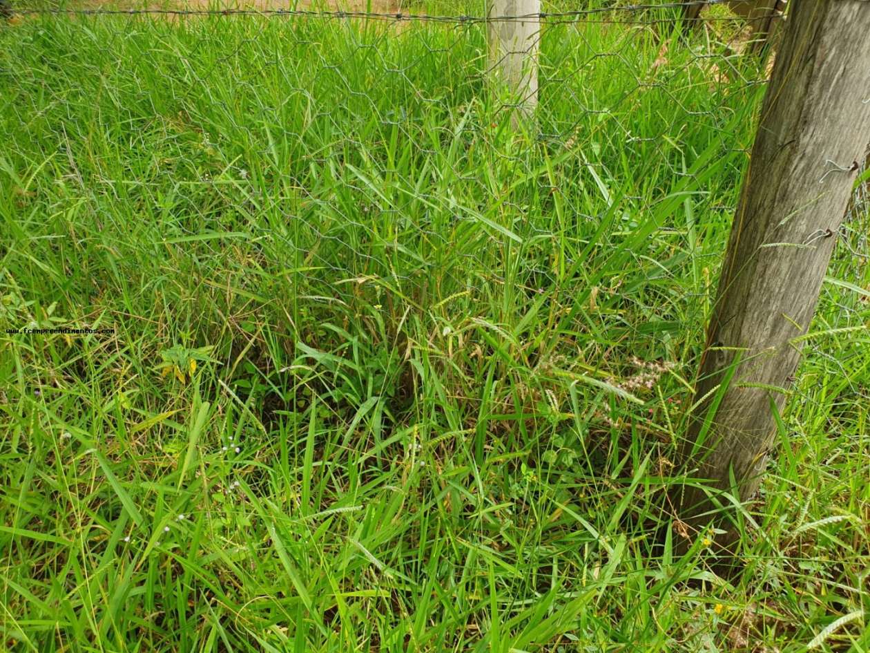 Terreno, 2 hectares - Foto 25
