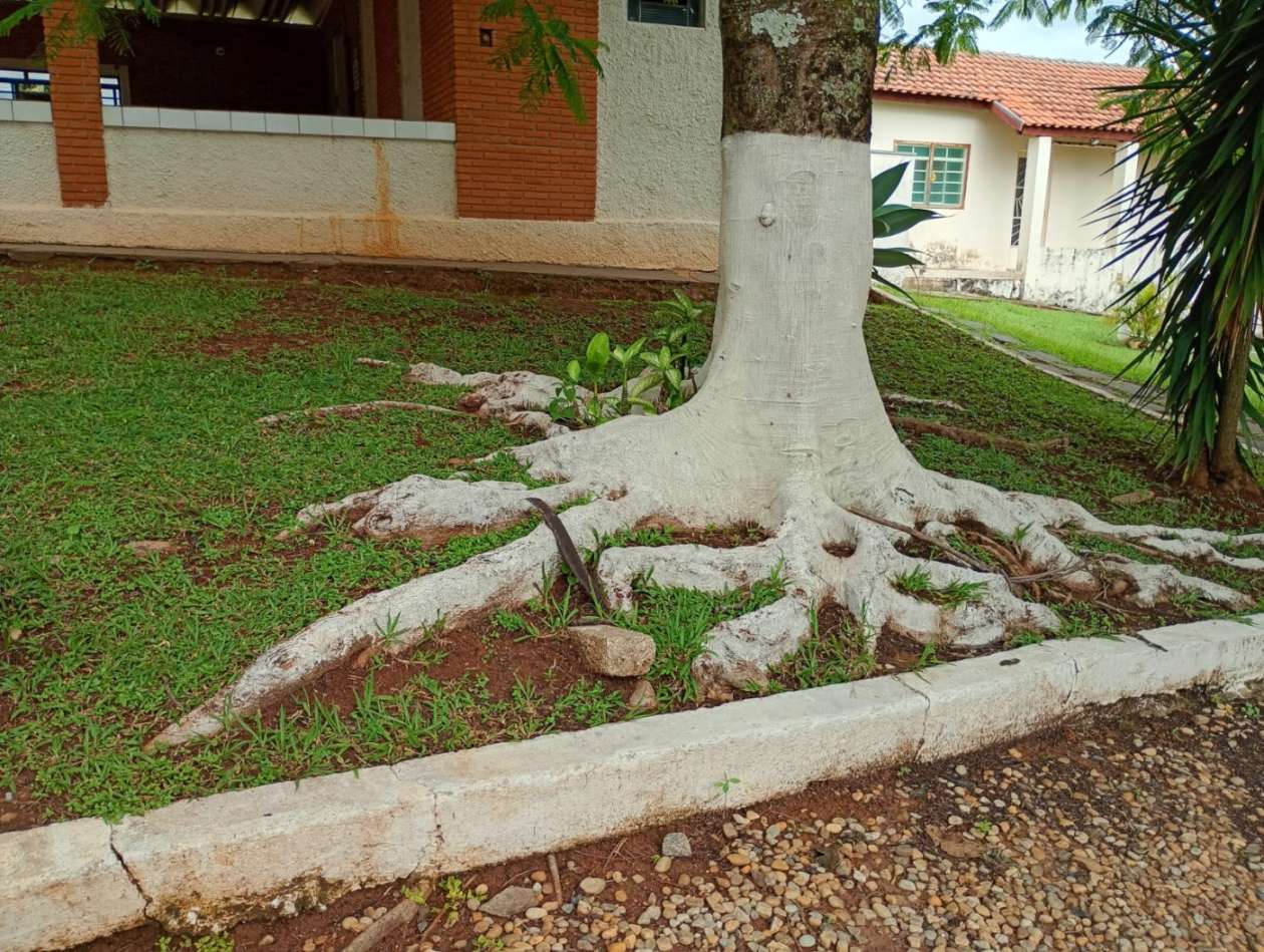 Fazenda, 1 hectares - Foto 27