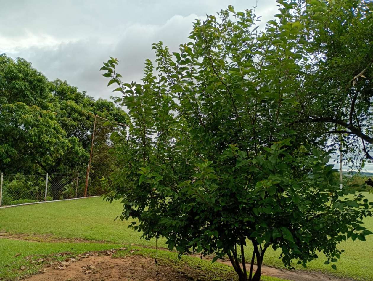 Fazenda, 1 hectares - Foto 29