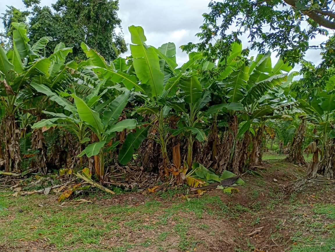 Fazenda, 1 hectares - Foto 42
