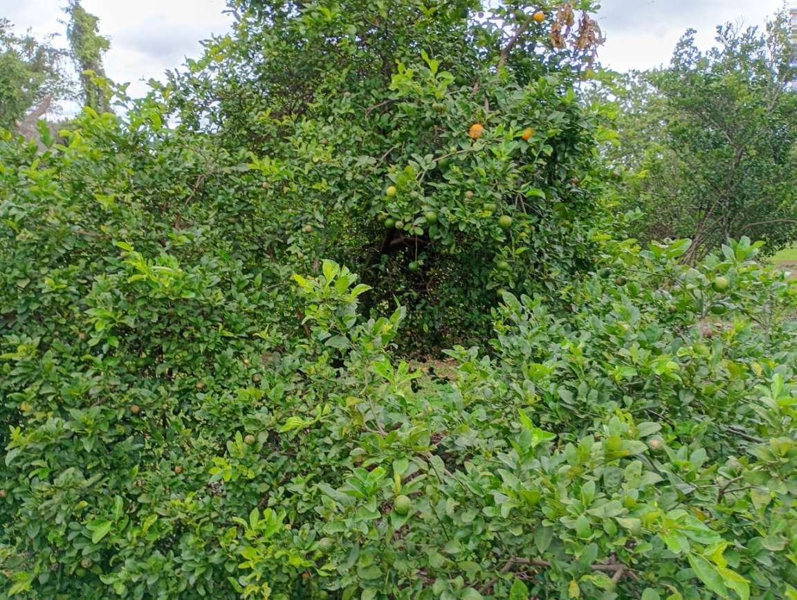Fazenda, 1 hectares - Foto 44