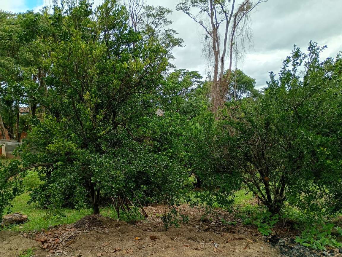 Fazenda, 1 hectares - Foto 46
