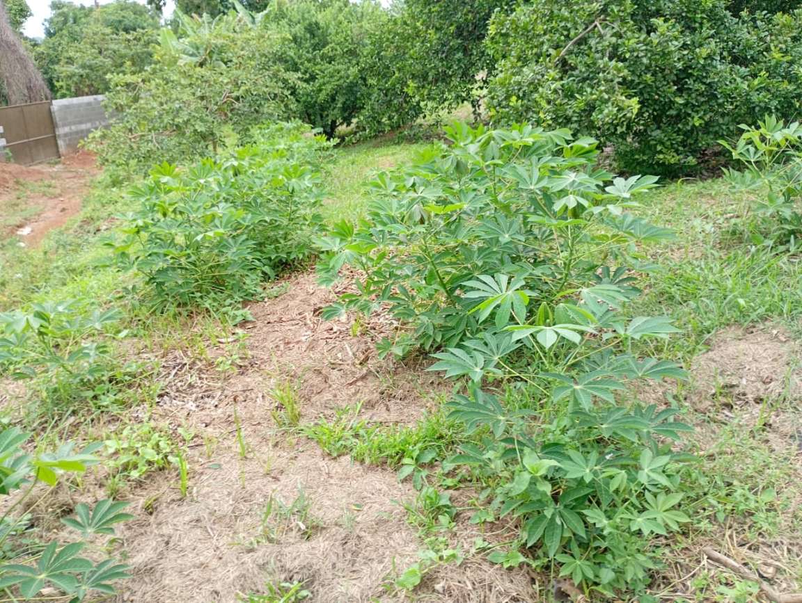 Fazenda, 1 hectares - Foto 45