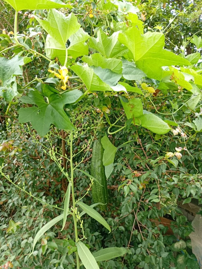 Fazenda, 1 hectares - Foto 48