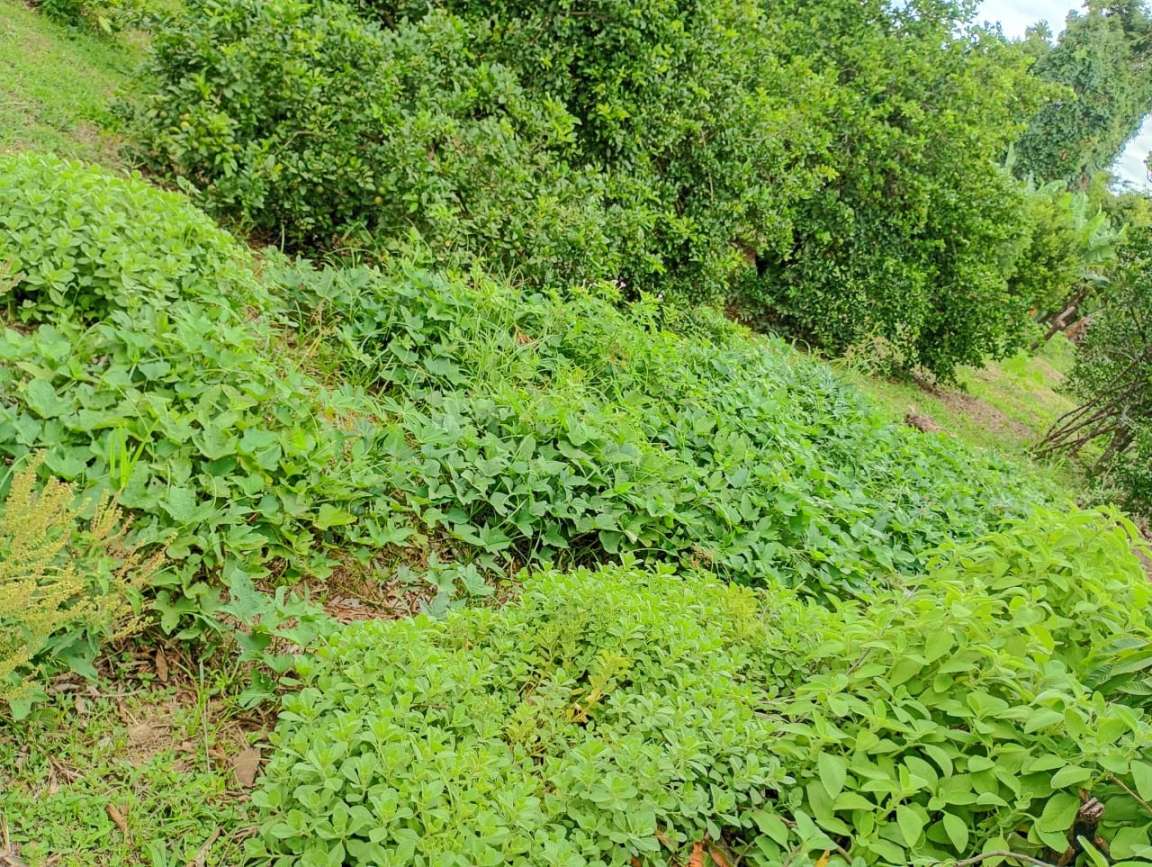 Fazenda, 1 hectares - Foto 47
