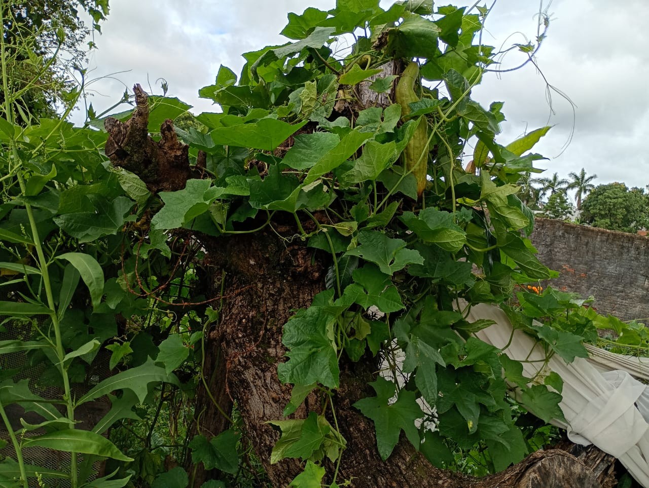 Fazenda, 1 hectares - Foto 49