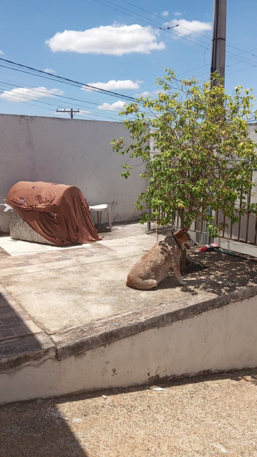 Casa, 4 quartos, 200 m² - Foto 6