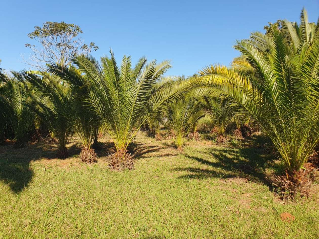 Chácara, 1 quarto, 7000 m² - Foto 1