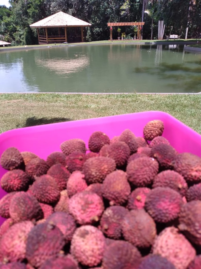 Fazenda, 8 hectares - Foto 7