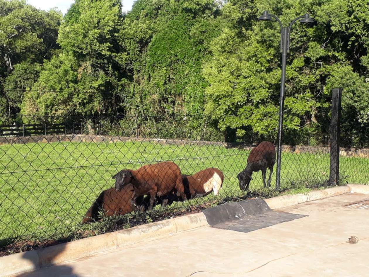 Fazenda, 8 hectares - Foto 19